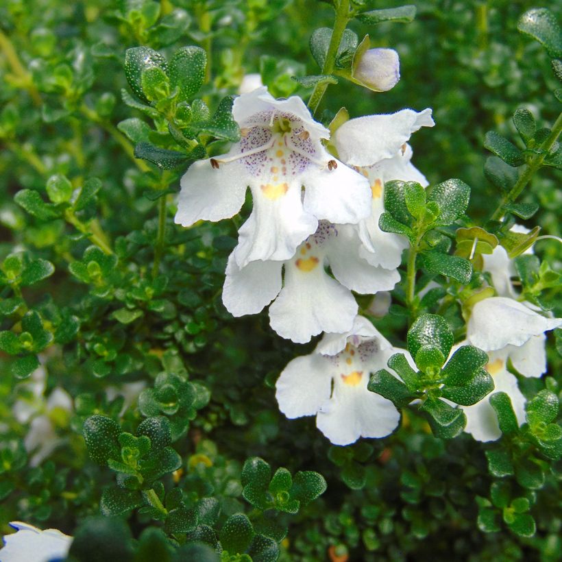 Ritvamintu - Prostanthera cuneata (Kukinta)