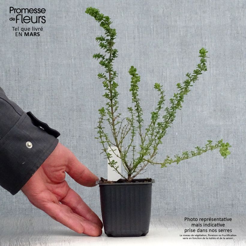 Esimerkki keväällä toimitetusta Ritvamintu - Prostanthera cuneata Taimiruukku 8/9 cm-taimesta