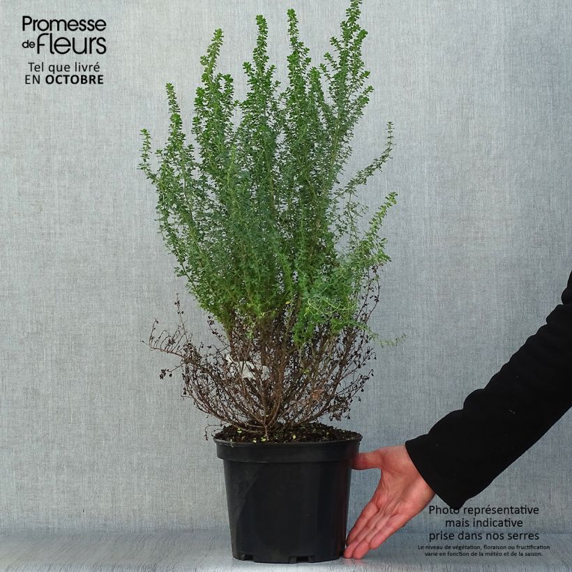 Esimerkki syksyllä toimitetusta Ritvamintu - Prostanthera cuneata 2 litran/3 litran ruukku-taimesta