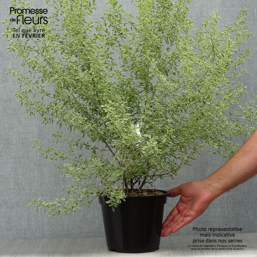 Esimerkki syksyllä toimitetusta Ritvamintu Variegata - Prostanthera ovalifolia 4 litran/5 litran ruukku-taimesta