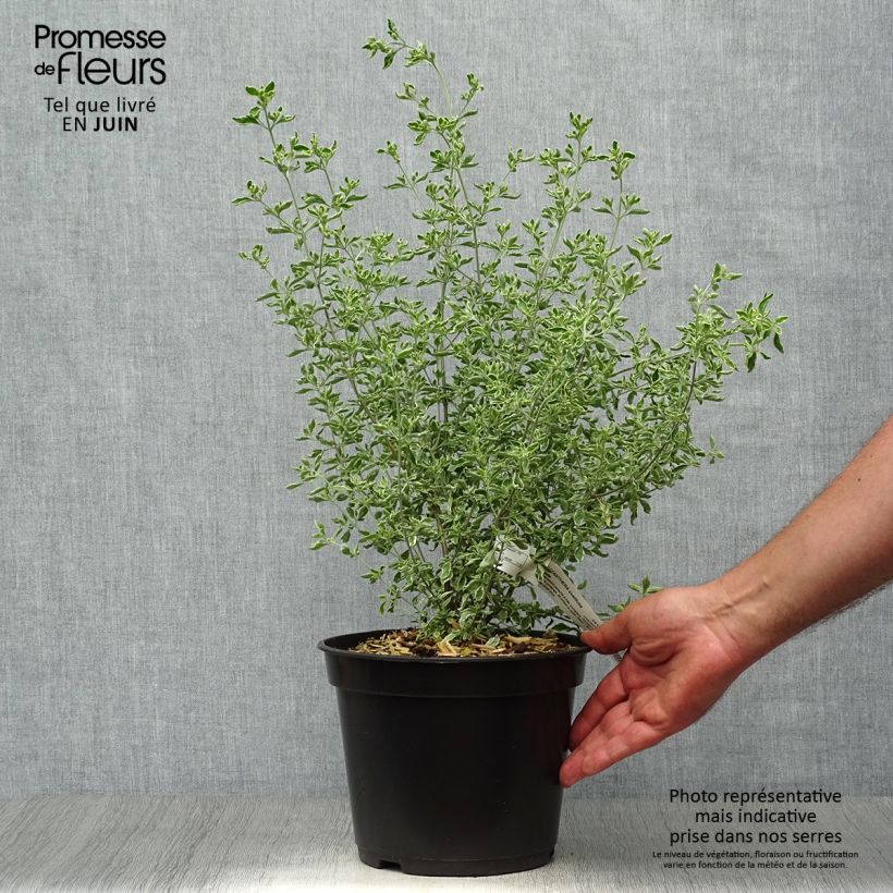 Esimerkki kesällä toimitetusta Ritvamintu Variegata - Prostanthera ovalifolia Ruukku 4L / 5L-taimesta
