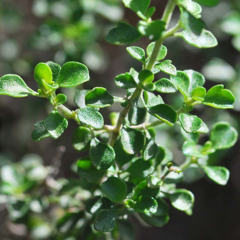 Ritvamintu - Prostanthera rotundifolia (Lehvistö)