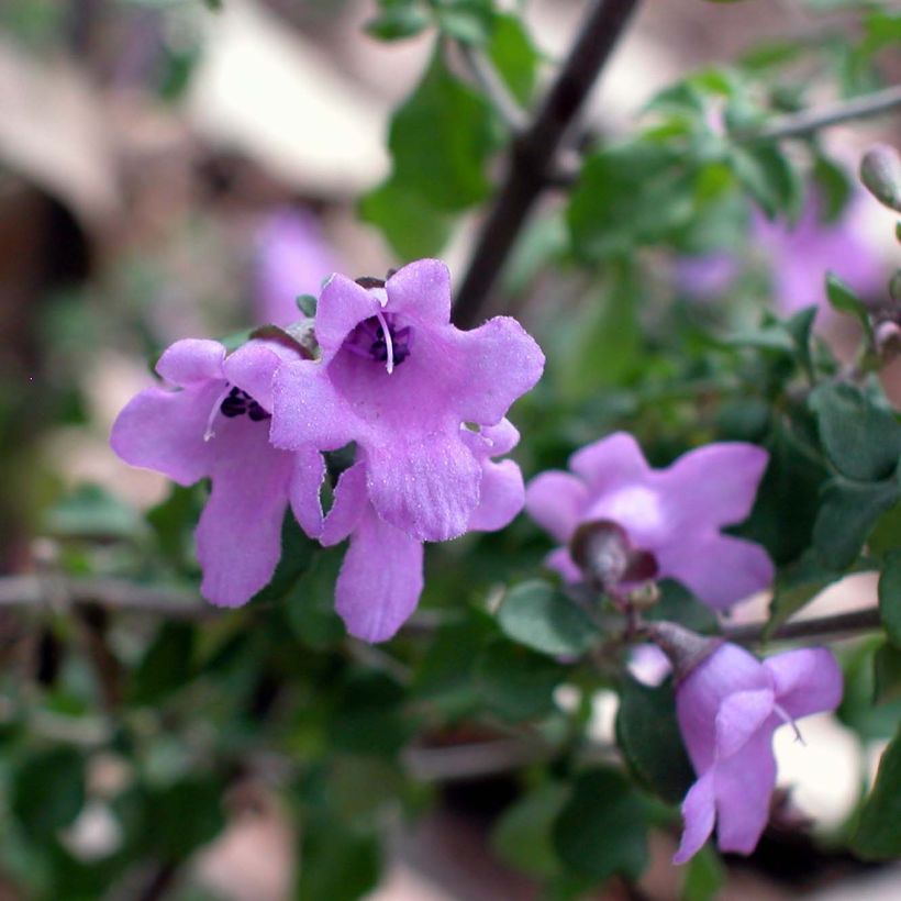 Ritvamintu - Prostanthera rotundifolia (Kukinta)