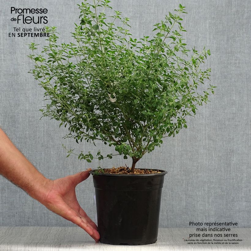 Esimerkki syksyllä toimitetusta Ritvamintu - Prostanthera rotundifolia 4 litran/5 litran ruukku-taimesta