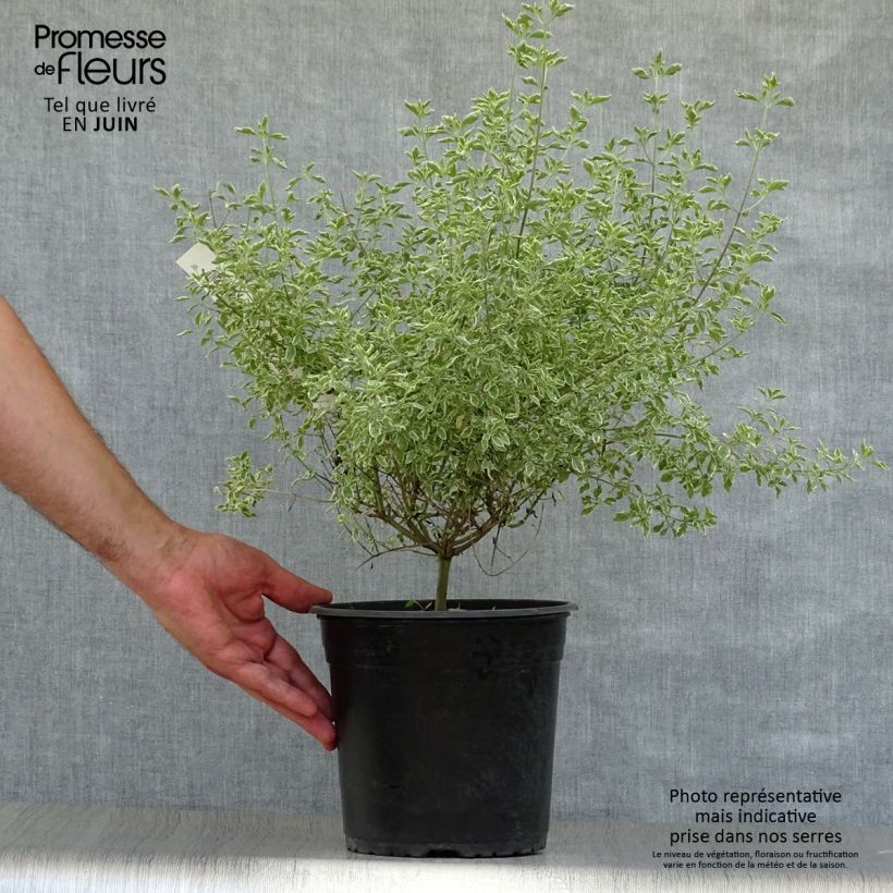 Esimerkki kesällä toimitetusta Ritvamintu Variegata Pot de 4L/5L-taimesta
