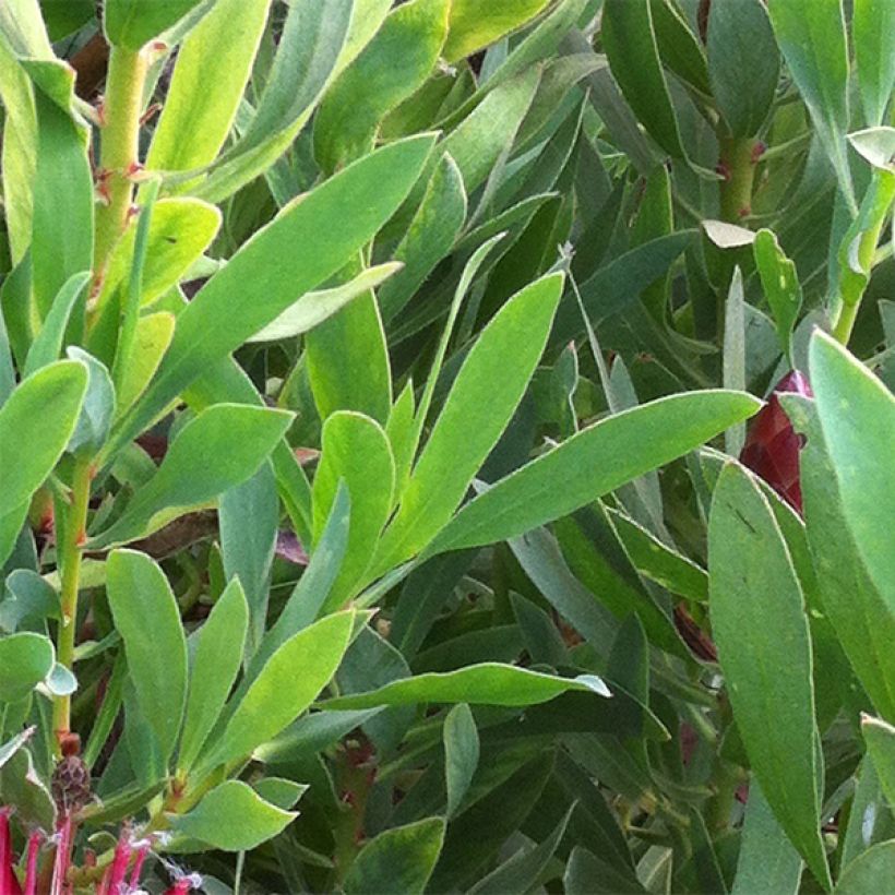 Protea Clark's Punainen (Lehvistö)