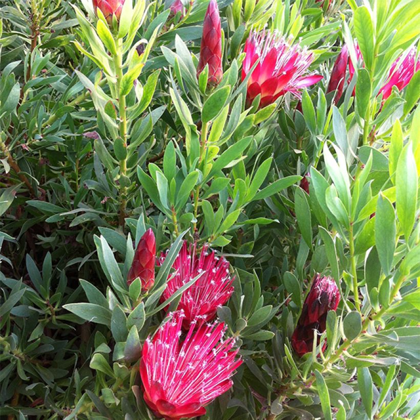 Protea Clark's Punainen (Kukinta)