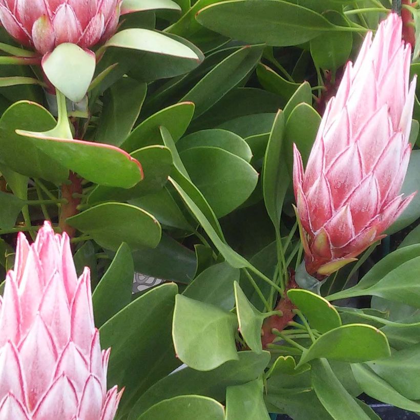 Kuningasprotea Little Prince (Lehvistö)