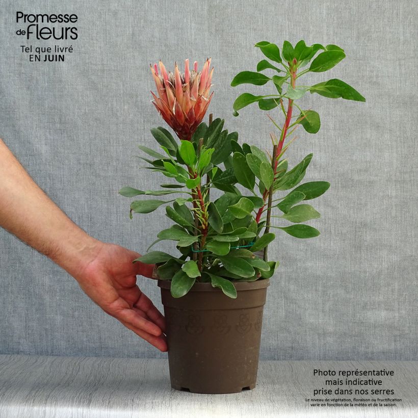 Esimerkki kesällä toimitetusta Kuningasprotea Little Prince Pot de 2L/3L-taimesta