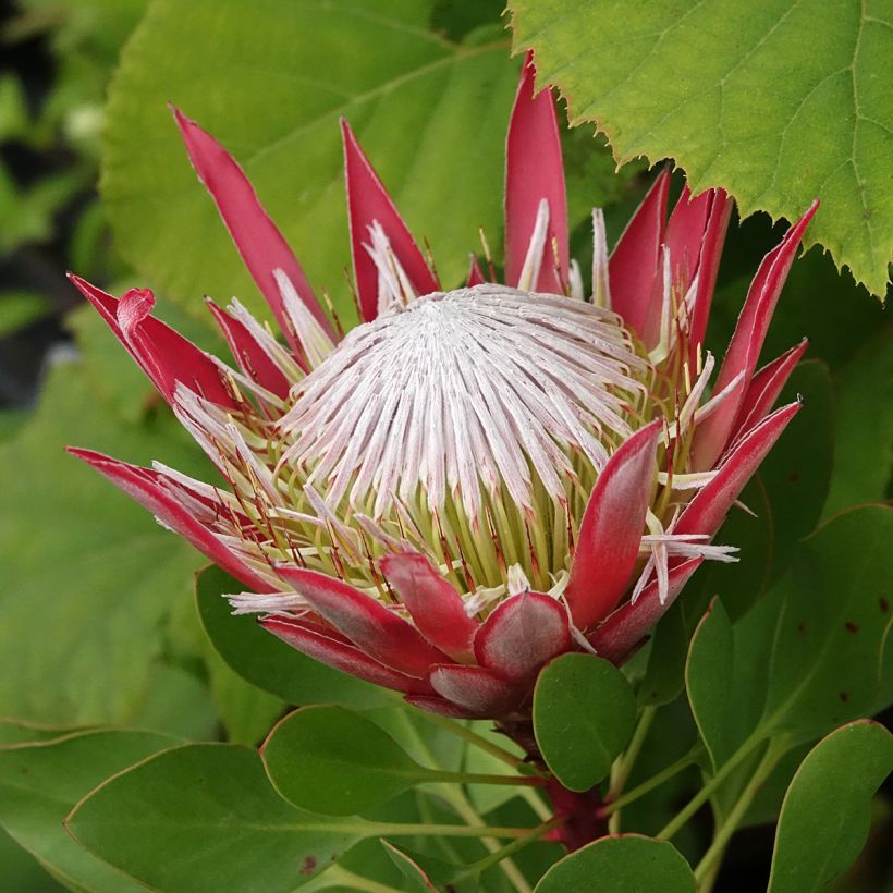 Kuningasprotea Little Prince (Kukinta)