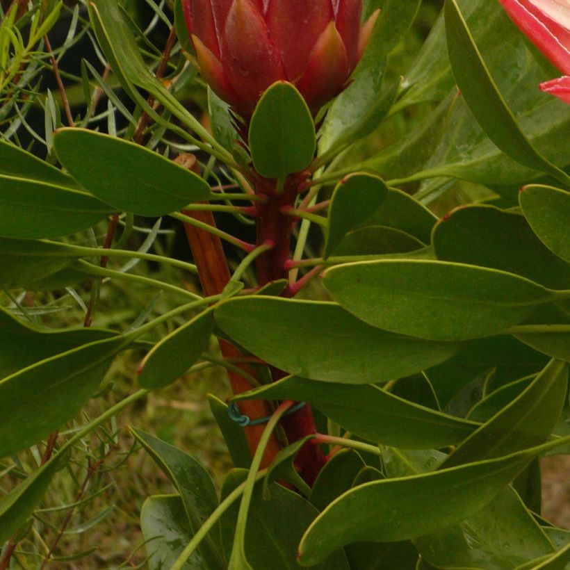 Kuningasprotea Pink Crown (Lehvistö)