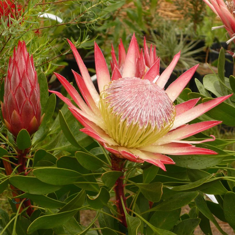 Kuningasprotea Pink Crown (Kukinta)