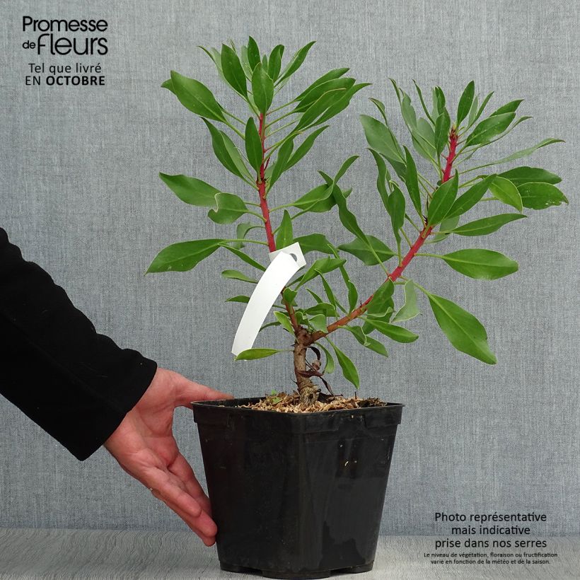 Esimerkki syksyllä toimitetusta Kuningasprotea Pink Crown 4 litran/5 litran ruukku-taimesta