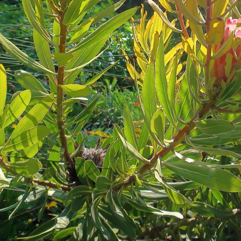 Protea Pink Ice (Lehvistö)
