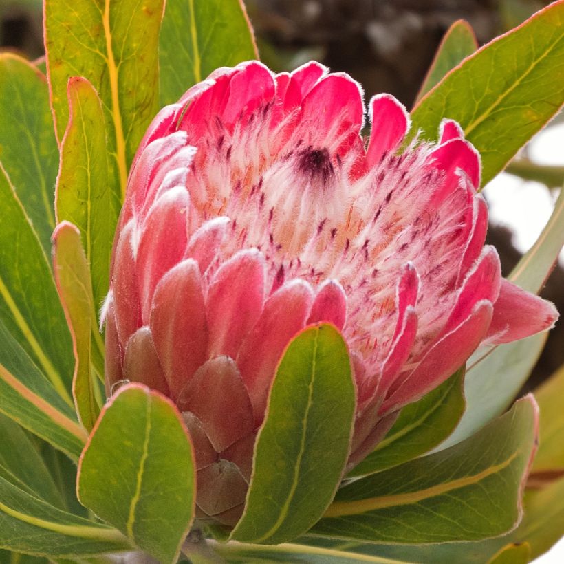 Protea Pink Ice (Kukinta)