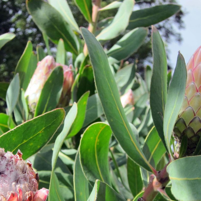 Protea Susara (Lehvistö)