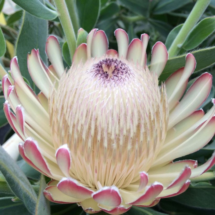 Protea Susara (Kukinta)
