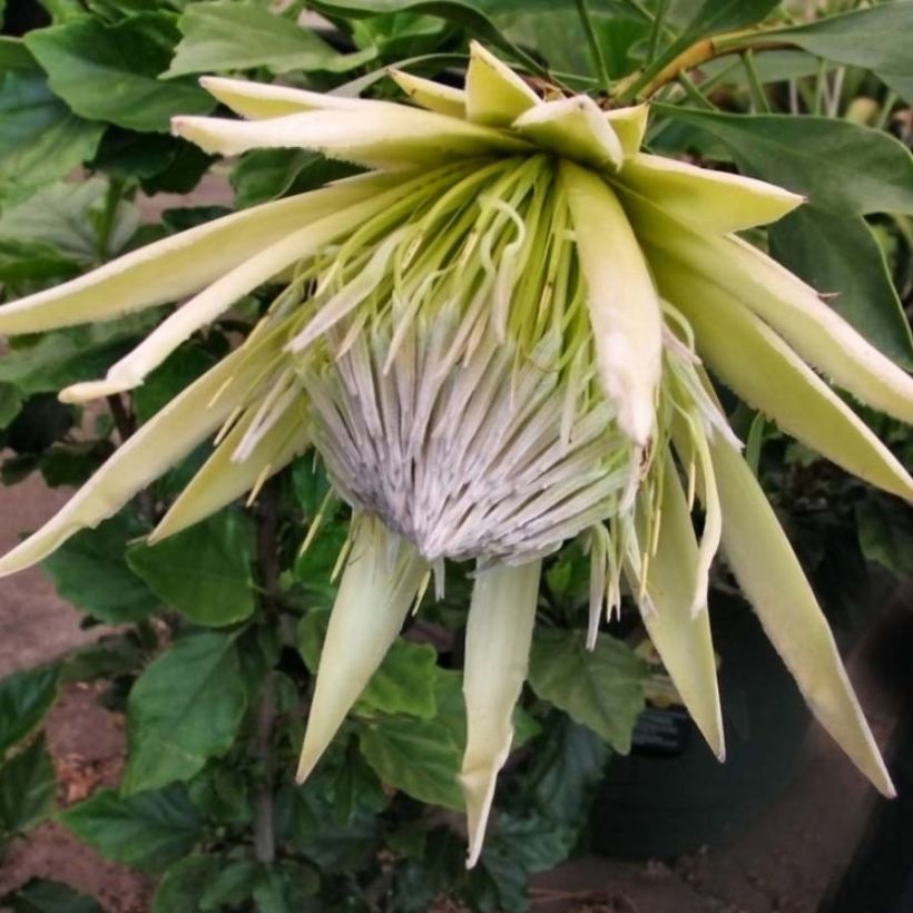 Kuningasprotea White Crown (Kukinta)