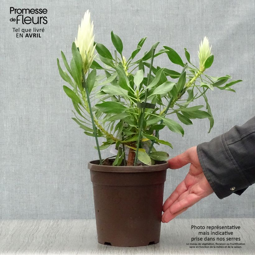 Esimerkki keväällä toimitetusta Kuningasprotea White Crown Pot de 2L/3L-taimesta