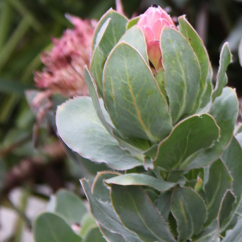 Protea eximia (Lehvistö)