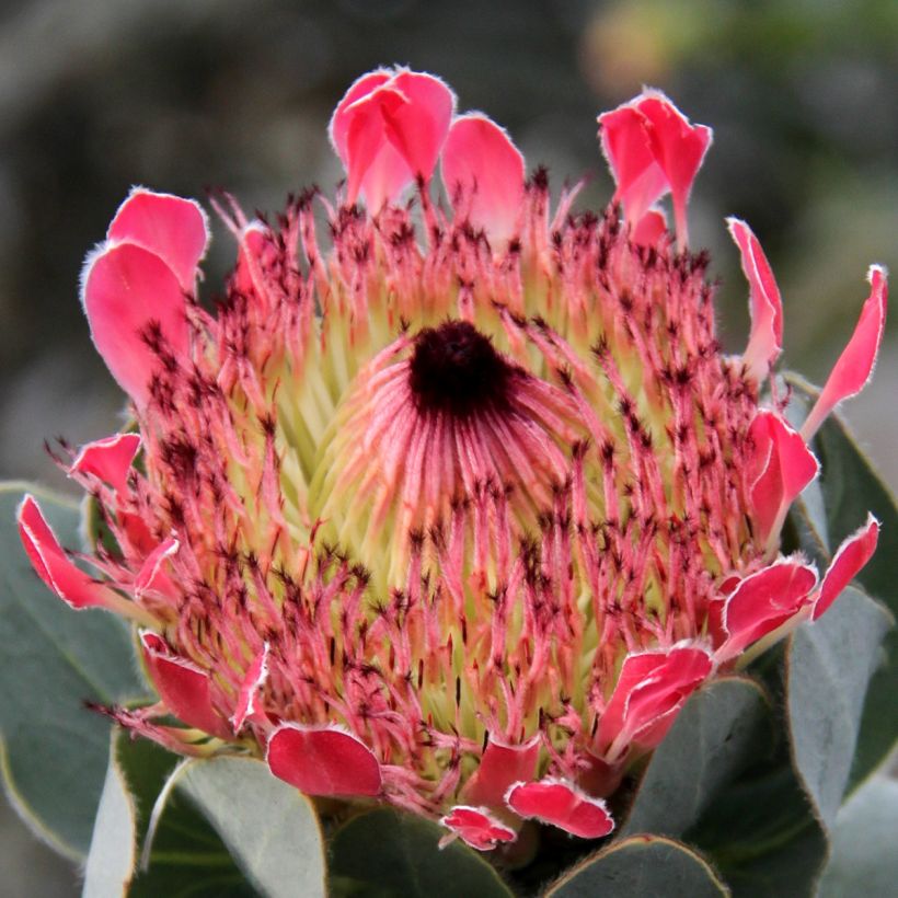 Protea eximia (Kukinta)