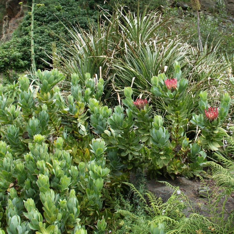 Protea eximia (Kasvutapa)