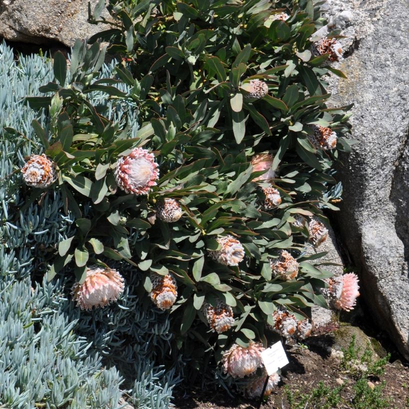 Partaprotea - Protea magnifica (Kasvutapa)