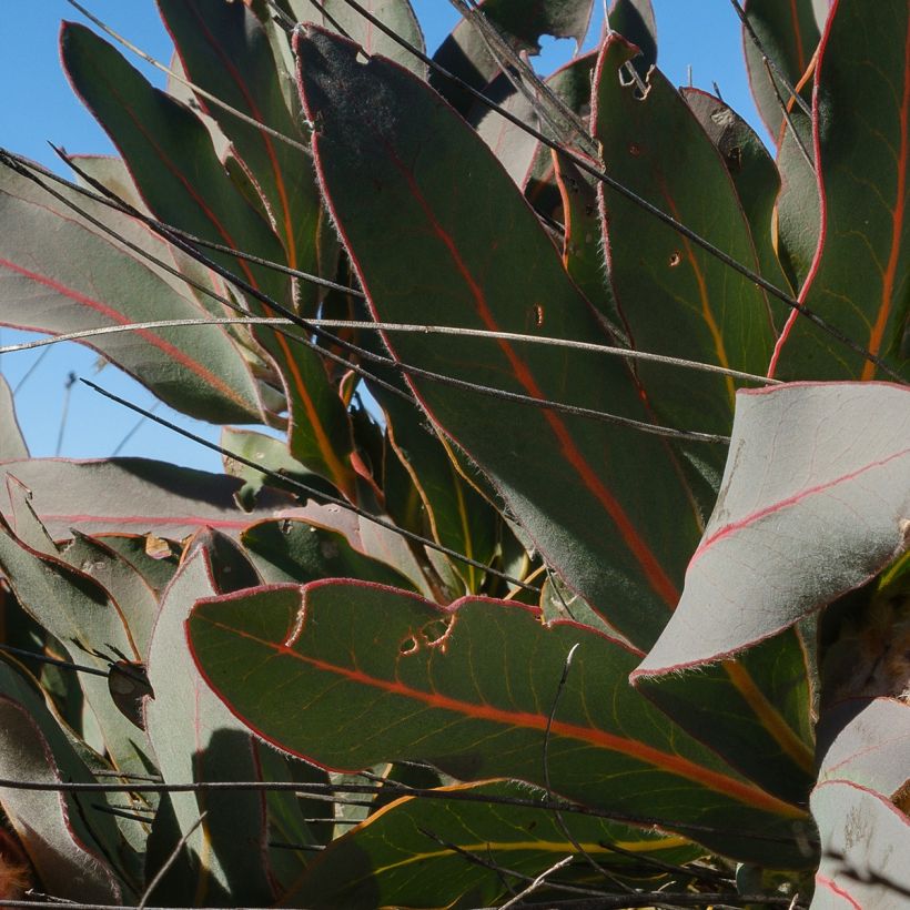 Partaprotea - Protea magnifica (Lehvistö)