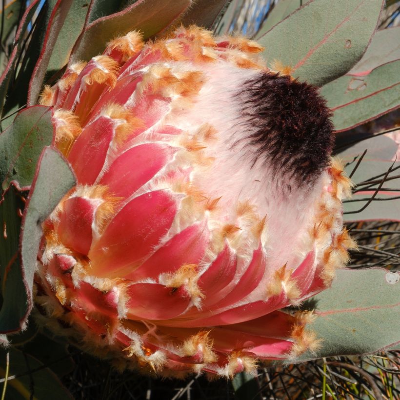 Partaprotea - Protea magnifica (Kukinta)