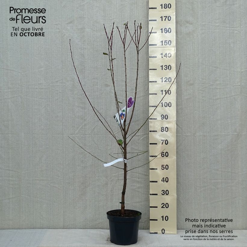 Esimerkki syksyllä toimitetusta Pruneau de Bâle - Prunier Hauszwetsche - Quetsche Pot de 7,5L/10L, Gobelet-taimesta