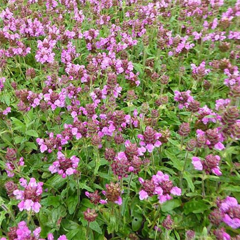 Tarhaniittyhumala Rosea (Kukinta)
