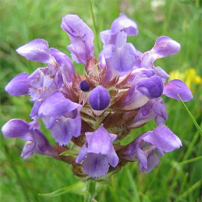 Isoniittyhumala Altenberg Rosa (Kukinta)