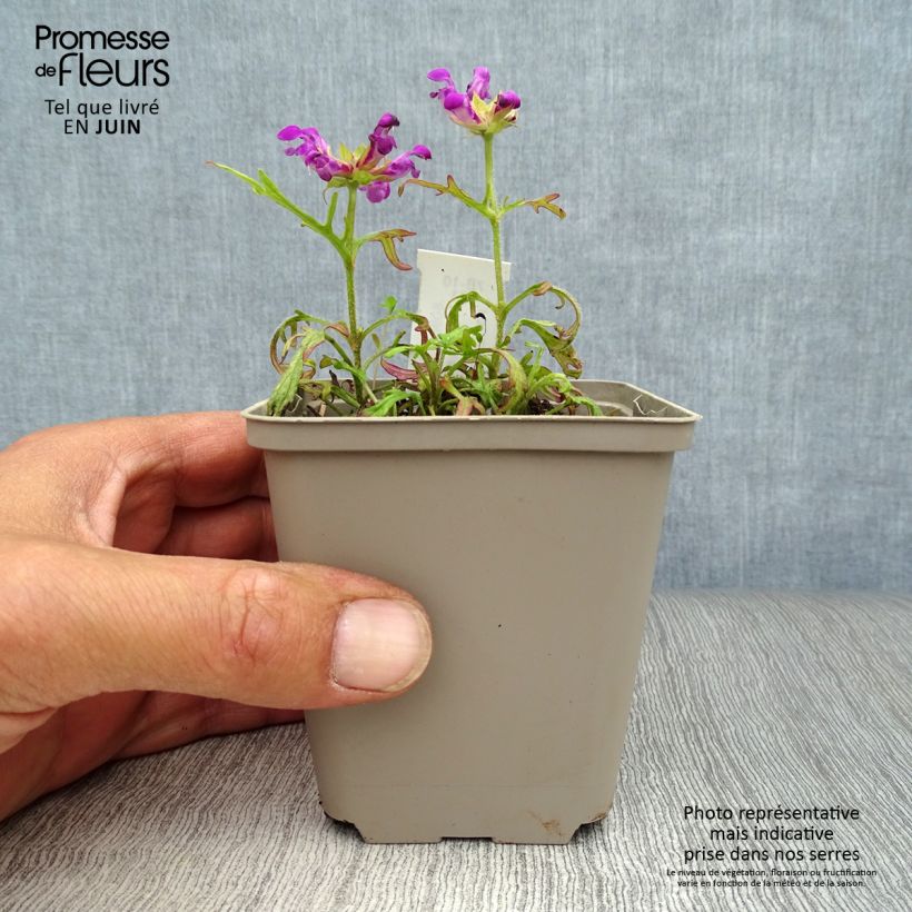 Esimerkki kesällä toimitetusta Isoniittyhumala Pink Loveliness Godet de 8/9 cm-taimesta