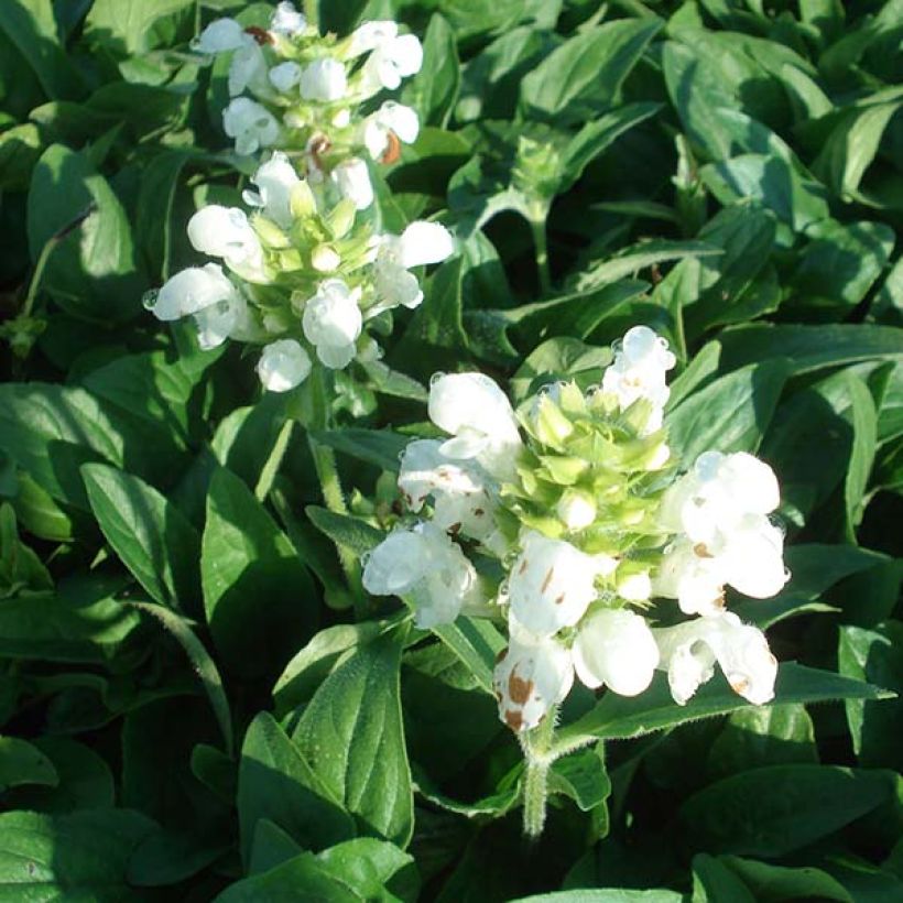 Isoniittyhumala White Loveliness (Kukinta)