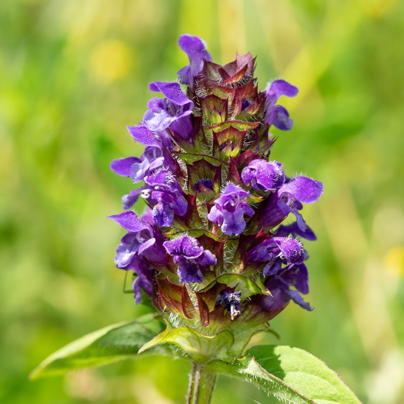 Niittyhumala - Prunella vulgaris (Kukinta)