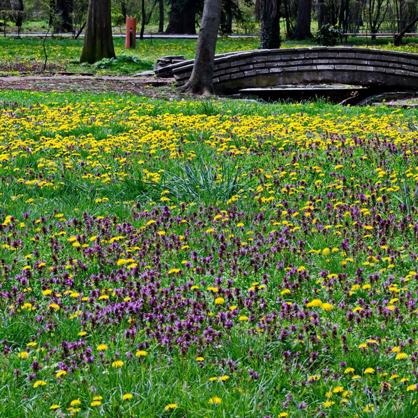 Niittyhumala - Prunella vulgaris (Kasvutapa)