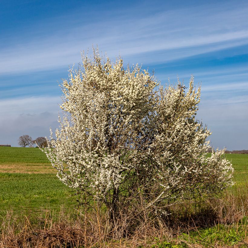Oratuomi - Prunus spinosa (Kasvutapa)