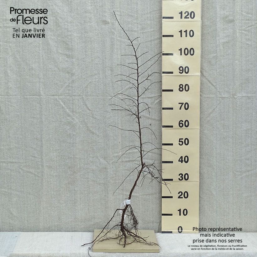 Esimerkki talvella toimitetusta Oratuomi - Prunus spinosa Paljasjuurinen-taimesta