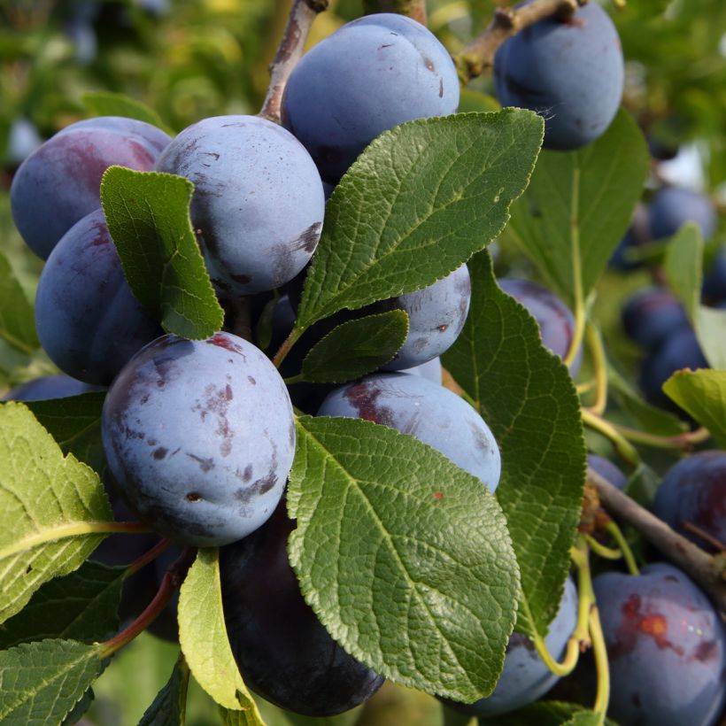 Luumu Bleue de Belgique (Sadonkorjuu)
