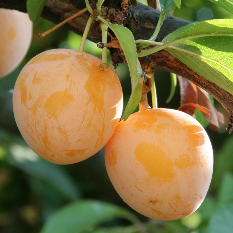 Luumu Des Béjonnières (Sadonkorjuu)