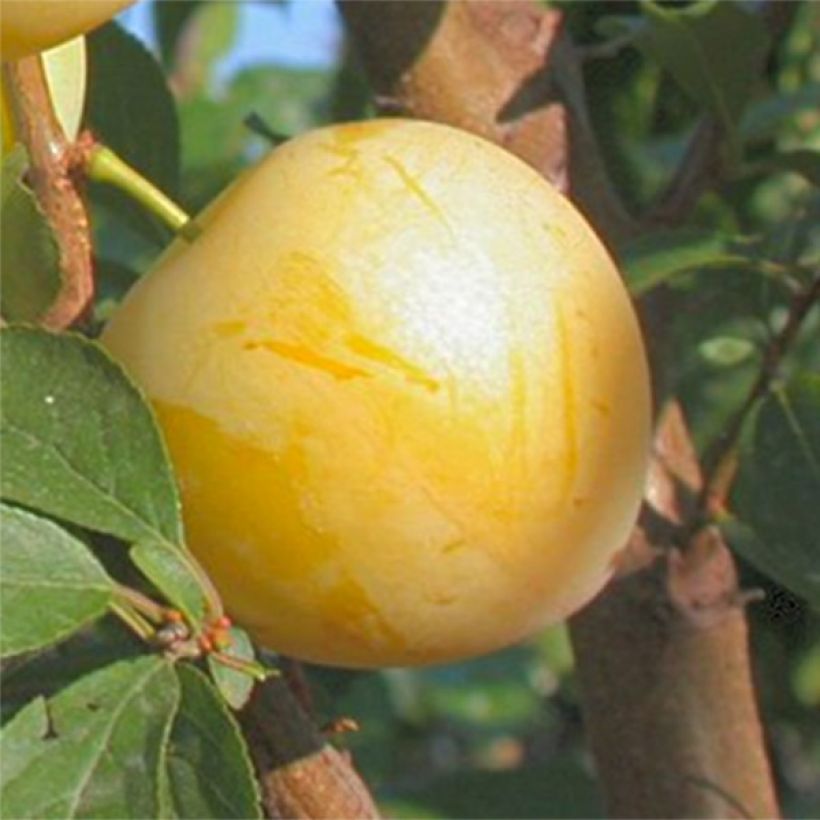 Japanin luumu Golden Japan (Sadonkorjuu)