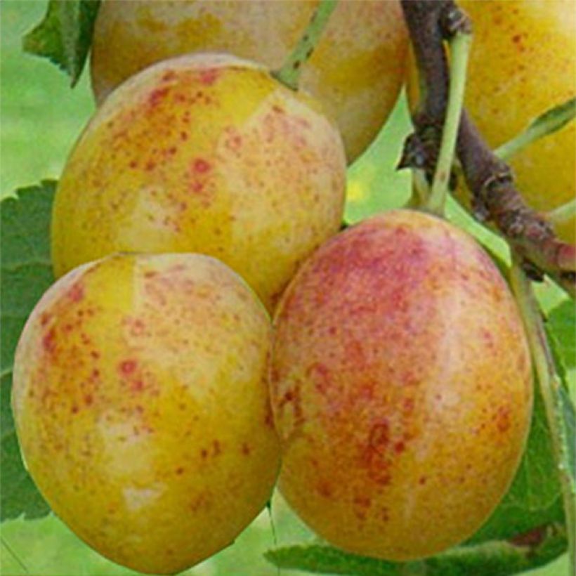 Mirabelliluumu Mirabelle de Metz (Sadonkorjuu)