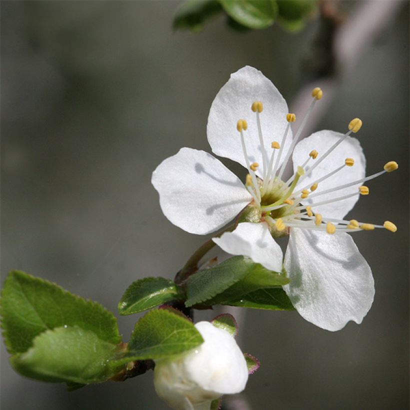 Mirabelliluumu Mirabelle de Nancy (Kukinta)