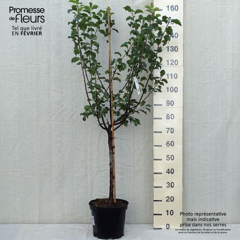 Esimerkki syksyllä toimitetusta Prunier Monsieur Hâtif Pot de 7,5L/10L, Gobelet-taimesta