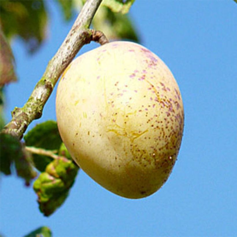 Luumu Blanche de Létricourt (Sadonkorjuu)