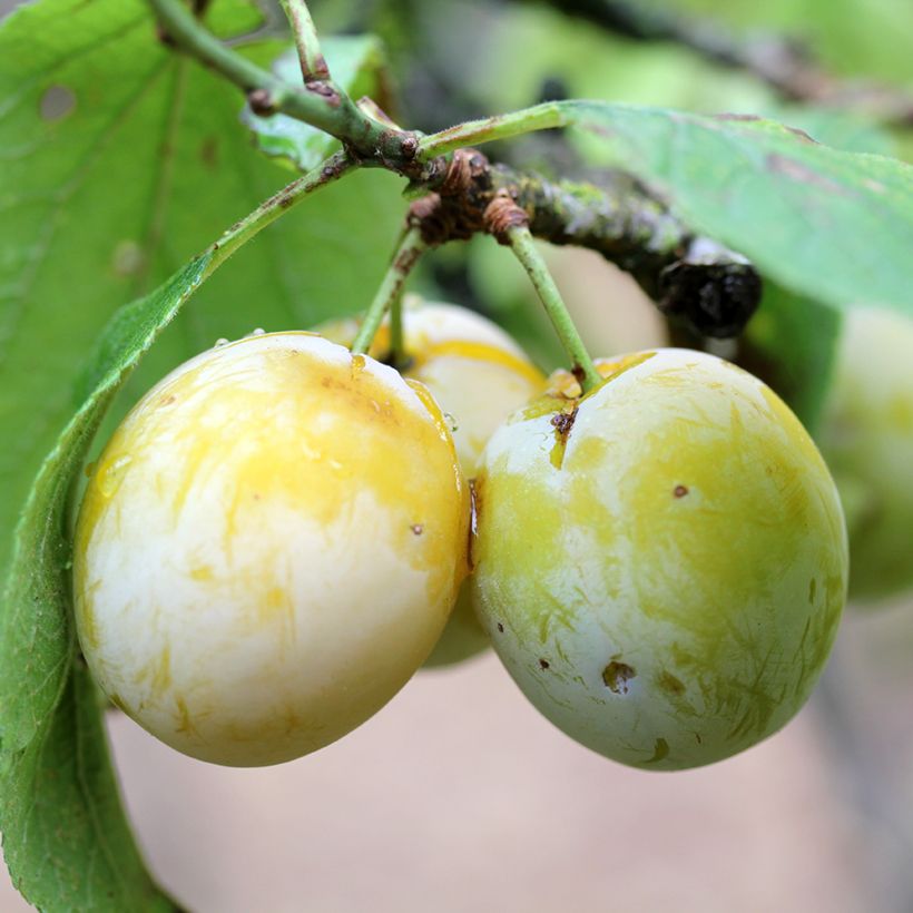 Luumu Blanche de Létricourt luomu (Sadonkorjuu)