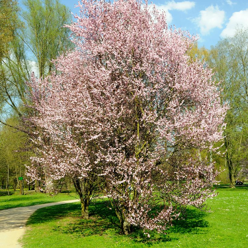 Kirsikkaluumu Nigra (Kasvutapa)