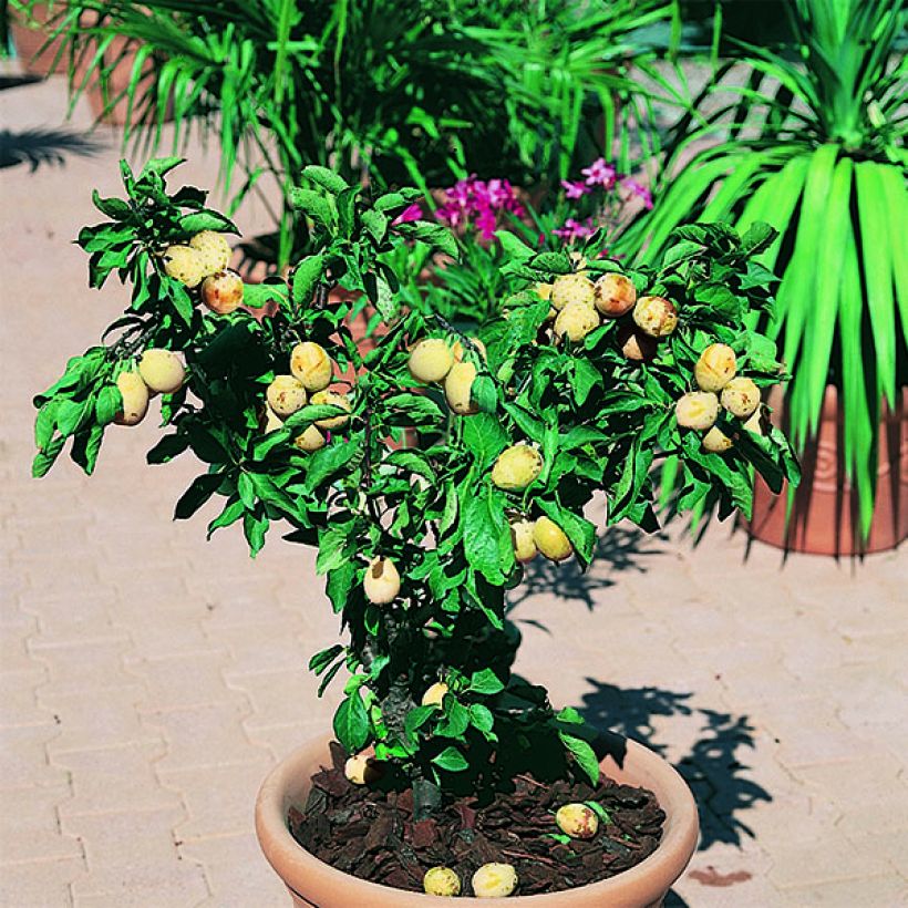 Luumu kääpiö Goldust (Kasvutapa)