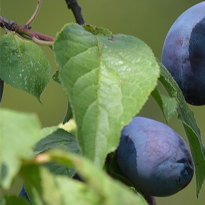 Luumu Fruit Me Plum Me itsepölytteinen (Lehvistö)