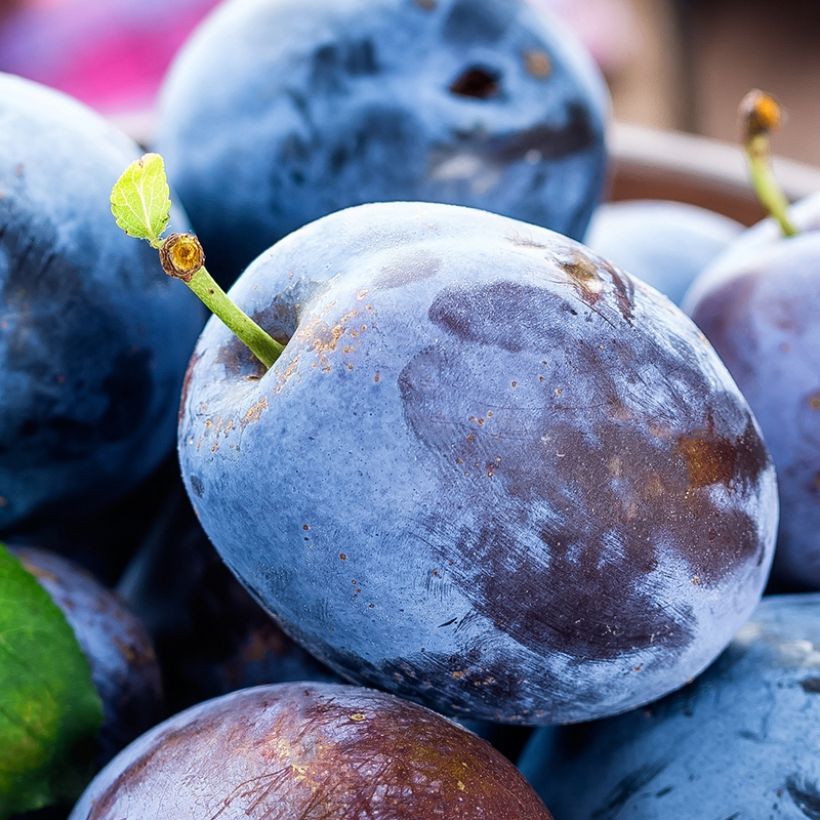 Luumu Fruit Me Plum Me itsepölytteinen (Sadonkorjuu)